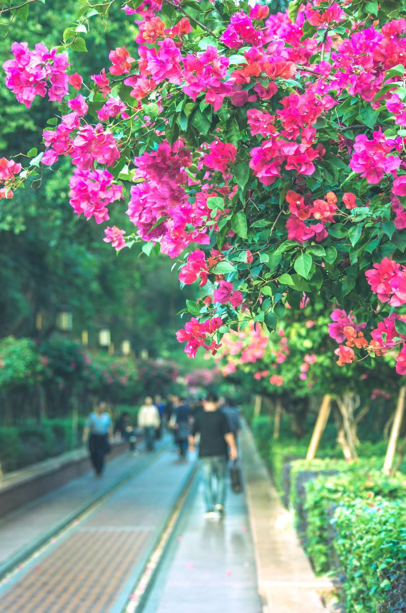 深圳，深圳.jpg